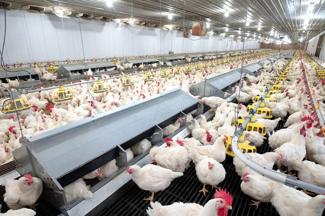 Poultry