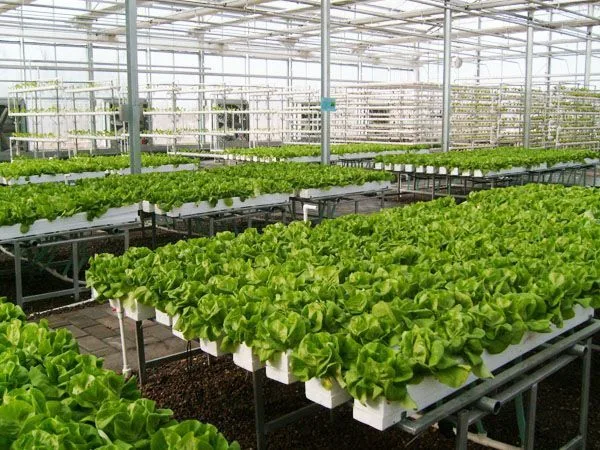 How can you improve the yield and quality of vegetables grown in your greenhouse?